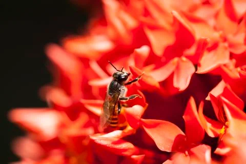 Close up Ixora and Bee Foto stock