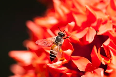 Close up Ixora and Bee Stock Photos