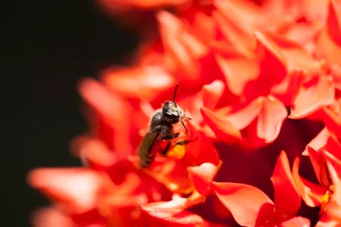 Close up Ixora and Bee Stock Photos