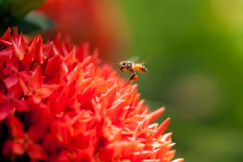 Close up Ixora and Bee Stock Photos
