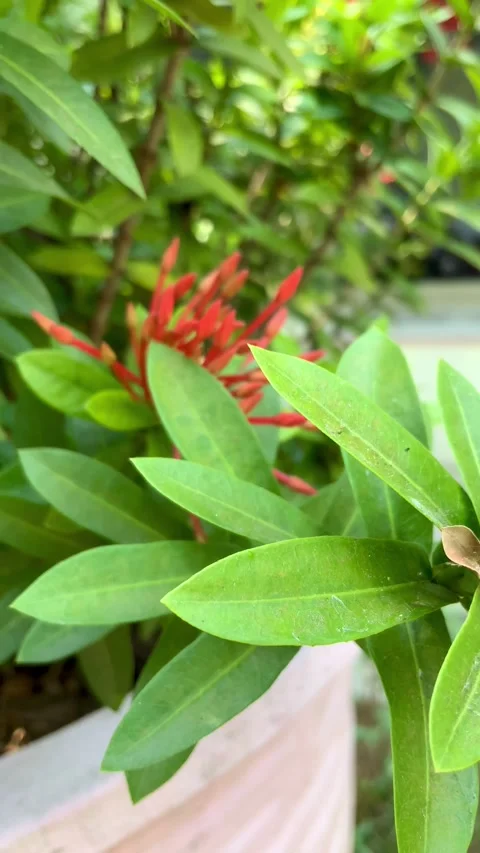 Close-up of Ixora coccinea plant with red flowers in a garden pot Видео 345787920