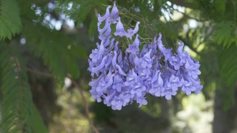 Close-up jacaranda flowers moving softly on branch in bright daylight, designed Video stock 335875279