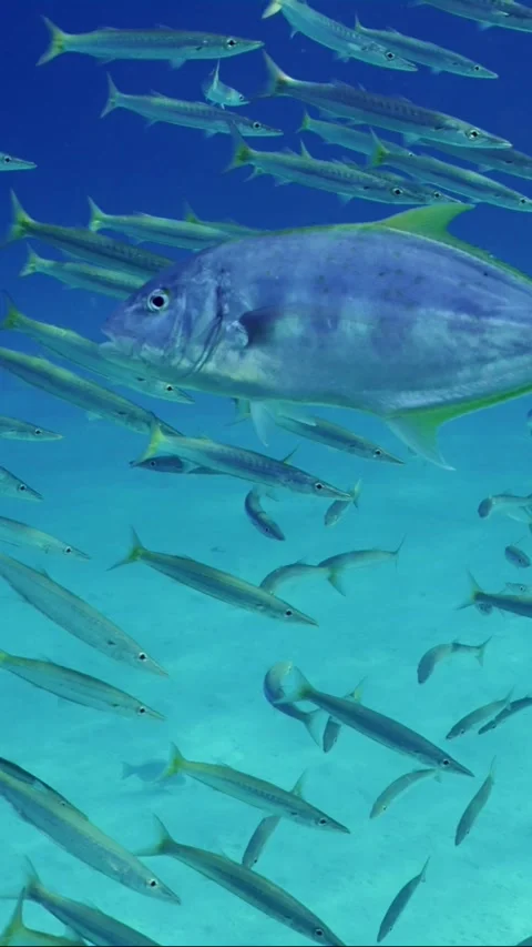 Close-up of Jack fish swims in sunrays on sunny day, Slow motion Stock Footage 246357119