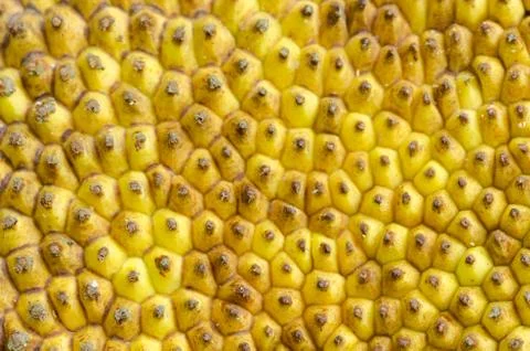 Close up of Jack fruit skin texture Stock Photos