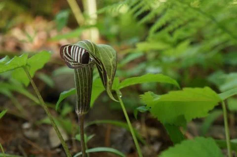 Close up of a Jack in the Pulpit Stock Photos