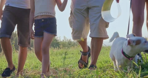 Close up of jack russel terrier being led by tourists, going forward, walking in Vidéo 220442979
