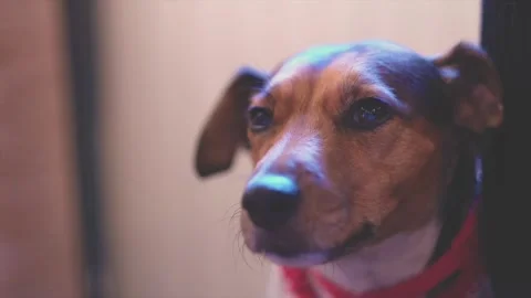 Close Up of Jack Russell Looking Around Stock Footage 301648760