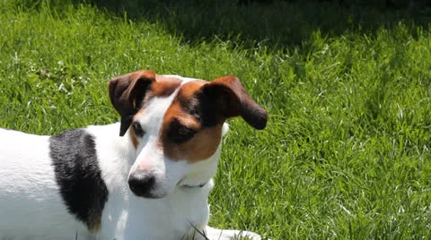Close up on a Jack Russell terrier Stock Footage 23029041
