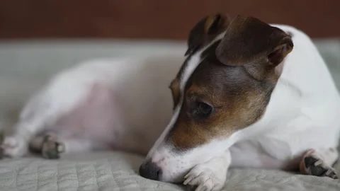 Close-up of Jack Russell Terrier lying on sofa with sad eyes Stock Footage 306009423