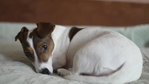 Close-up of Jack Russell Terrier lying on sofa with sad eyes Stock Footage 306009449