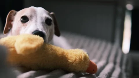 Close up of a Jack Russell Terrier resting indoors with a plush toy. 库存影片 336368819