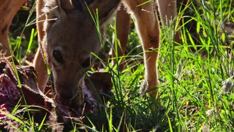 Close up of a jackal's (canis aureus) head tearing through flesh Stock Footage 256916601