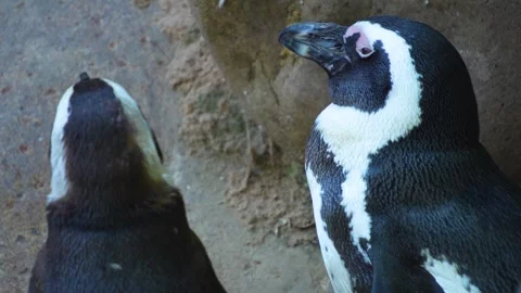 Close up of  jackass penguin  Stock Footage 272792198