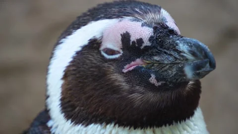 Close up of  jackass penguin  Video stock 272792317