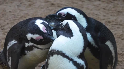 Close up of  jackass penguin  Stock Footage 272792634