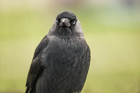 Close-up of a jackdaw bird looking at the camera Stock Photos