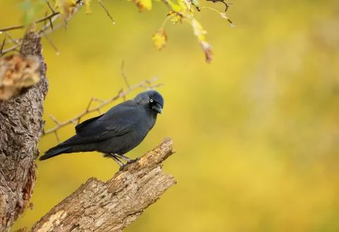 Close up of a Jackdaw perching on a dry tree Stock Photos