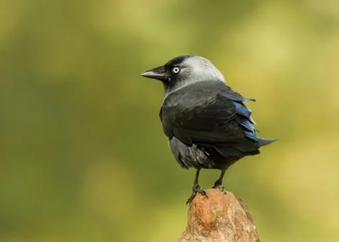 Close up of a Jackdaw perching on a post Stock Photos