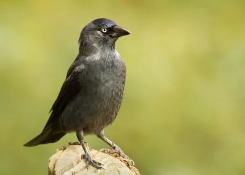 Close up of a Jackdaw perching on a post Stock Photos