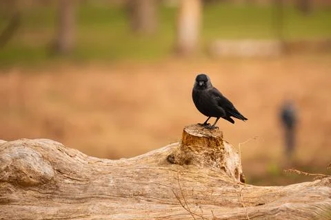 Close-up jackdaw perching on weathered log in Richmond Park Stock Photos