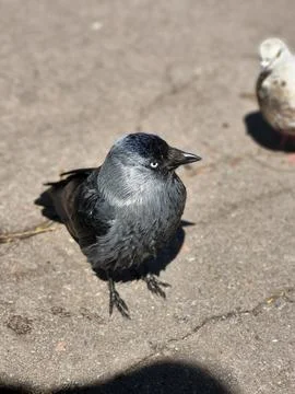 Close-up of a jackdaw standing on pavement Stock Photos