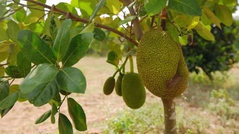 Close up of a jackfruit growing on a tree in a tropical orchard in cambodia. The Stock Footage 325070603
