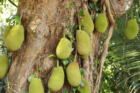 Close up of Jackfruit hanging on jackfruit tree Stock Photos