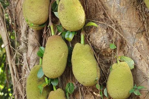 Close up of Jackfruit hanging on jackfruit tree Stock Photos