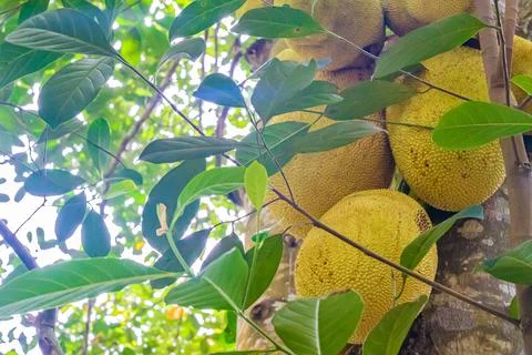 Close up of jackfruit, jaca hanging from a jackfruit tree. Species Artocarpus Stock Photos