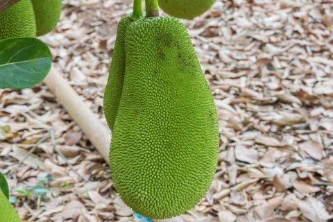 Close-up of a jackfruit Stock Photos