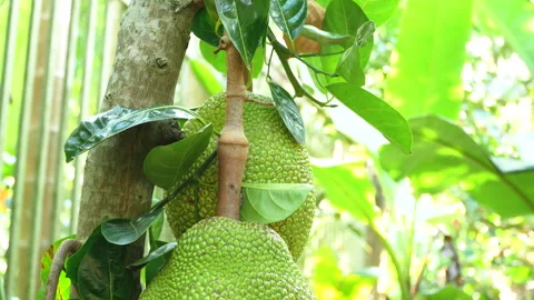 Close Up Jackfruit Stalk on Tree in Vietnam Orchard Stock Footage 326333062