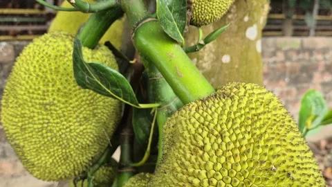 Close Up Of Jackfruit Stem Holding Heavy Weight On Tree Bangladesh Stock Footage 339518042