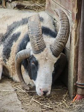 Close-up of a Jacob Ram Resting in a Barn Photos