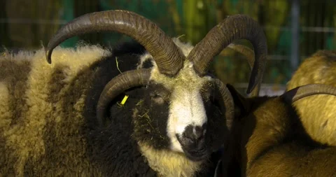 Close up of Jacob sheep Stock Footage 136179867