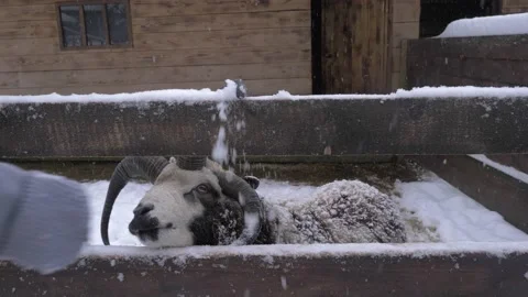 Close up of Jacob sheep hand fed vegetables in the snowy winter farm Stock Footage 169295536