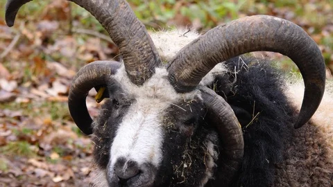 Close up of jacob sheep head Stock Footage 121148093