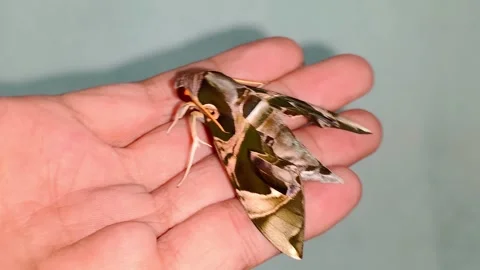 Close-up of a Jade Hawkmoth perched on a human finger - Daphnis hypothous Stock Footage 339422272