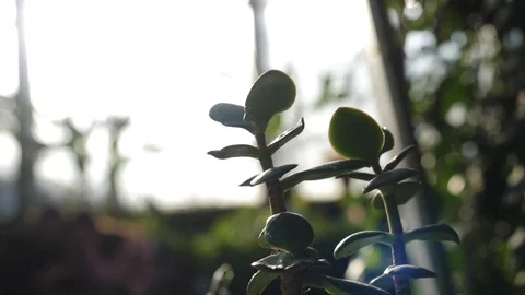 Close-up of jade plant with small and fleshy leaves shined with sun in a Stock Footage 106229551
