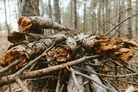Close-up of jagged broken tree trunks in forest setting Stock Photos