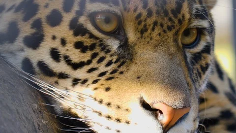 Close up of jaguar Video stock 123009702