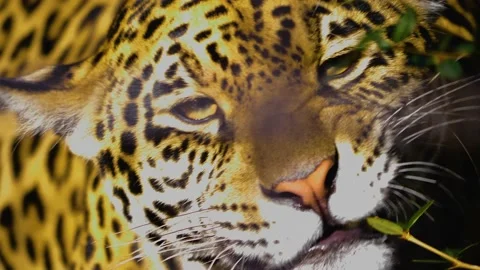 Close up of jaguar Stock Footage 144419527