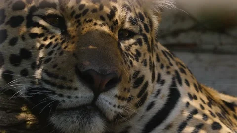 Close up of a Jaguar Stock Footage 224448635