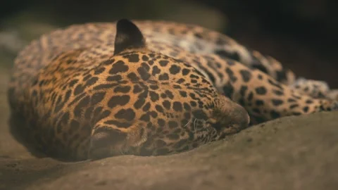 Close-Up of Jaguar Head resting on Sunlit Rock, highlighting Striking Coat Stock Footage 329591502