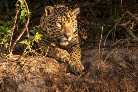 Close Up of A Jaguar Laying Down Resting in Sunlight  on Riverbank, Pantanal .. Stock Photos