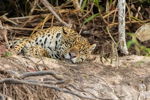 Close Up of a Jaguar Looking at The Camera While Resting on a Riverbank in .. Stock Photos