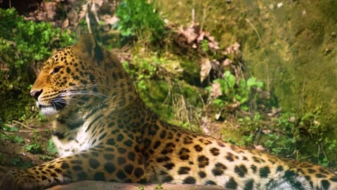 Close up of jaguar resting  Stock Footage 270595743