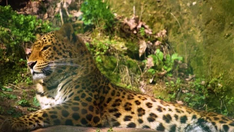 Close up of jaguar resting Stock Footage 270868340