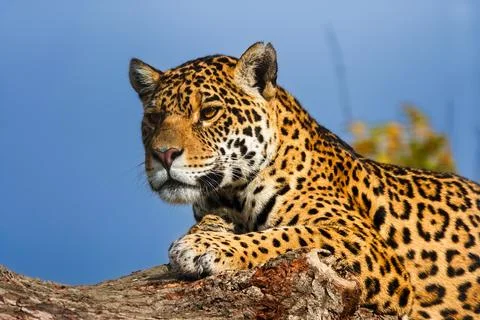 Close up of a Jaguar Resting on a Tree Stock Photos