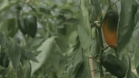 Close up of jalapenos growing Stock Footage 86003706