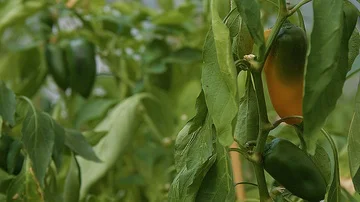 Close up of jalapenos growing Stock Footage 86003888